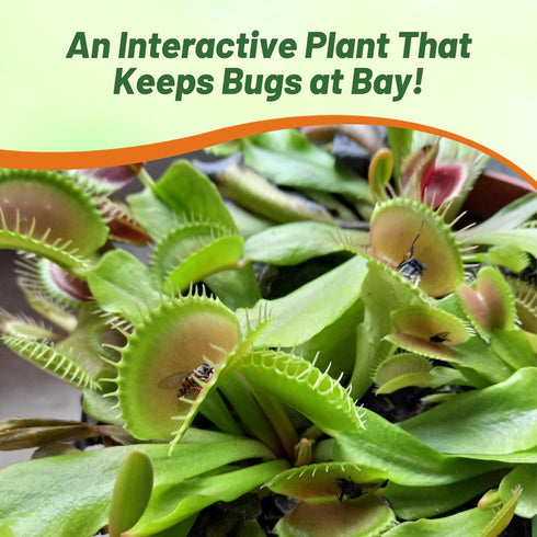 10 Outsidepride Venus Flytrap Seeds - Pcs Perennial, Unique & Carnivorous, Indoor Plant Seeds for House Plants, Easy