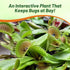 10 Outsidepride Venus Flytrap Seeds - Pcs Perennial, Unique & Carnivorous, Indoor Plant Seeds for House Plants, Easy