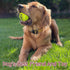 2.5'', 20Pack INSUM Squeaky Dog Balls - Squeaky Tennis Balls for Dogs, Multicolor | Medium