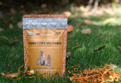 PURE CORDYCEPS M >25% ß-glucans, 100% Mushrooms Extract for Dogs & Cats, Stamina, Energy, Immune Support, 250 SERVINGS.