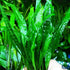 20+ Live Java Fern Plant - Leaves for Aquatic Decor