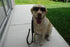 Tactical Bungee Dog Leash, Heavy Duty Fast Dispatch 2 Handle Control Quick Release Dog Training Leash
