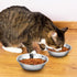 GANAZONO 3pcs Cute Small Cats Bowls, Metal Pet Food Feeder Bowls, Indoor Cat Food Dishes, Pet Water Bowls Replacement