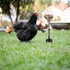 Oooct 4 Pack Chicken Peck Toy - Enrichment Swing Feeder for Hens, Ducks & Parrots