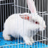 6 Chinchillas Pcs Rabbit Cage Mats,Mat for Wire Floor,Cages Plastic Bunny Feet Pad Playpen Feet Mats Floor Feet Pads