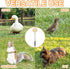 2PCS Chicken Pecking Toys Swinging Slow Feeder Treat Dispenser for Chickens, Ducks, Birds, Parrots Poultry Coop