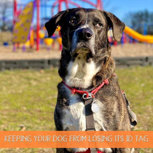 18 Pieces Dog Tag Clip Pet ID Quick Clip Combos with Rings, Stainless Steel Holder for Dog Cat (1.9 Inch, 1.3 Inch, 0.8