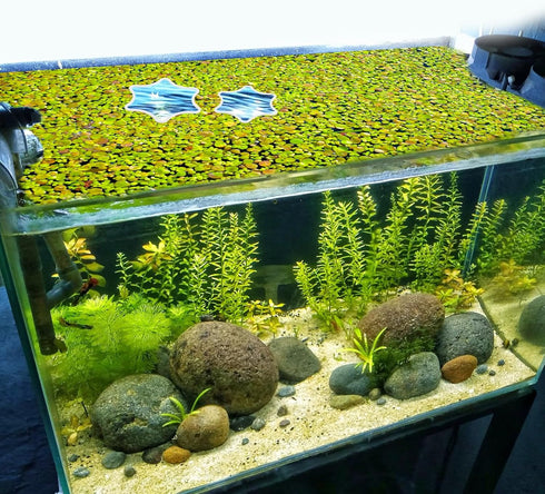 5pcs Aquarium Floating Plant Rings, Foam Flower Shaped Fish Feeding Rings, Duckweed Food Ring for Fish Tank (White)
