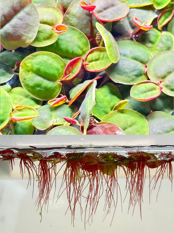 TMD Fishkeeping 30+ Red Root Floater - Live Aquarium Plants