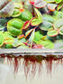 TMD Fishkeeping 30+ Red Root Floater - Live Aquarium Plants