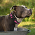 Mile High Life Pink Dog Collar for Small Dogs - Nylon Reflective Light Weight Puppy Collar (X-Small)
