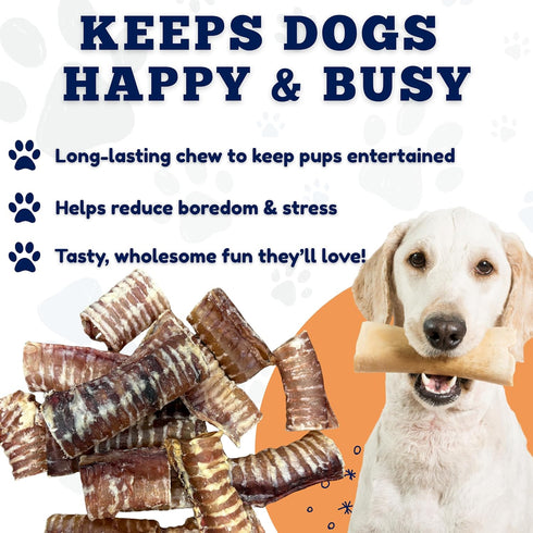 6 Inch (10 16.5 oz) Amazing Dog Treats - Beef Trachea Dog Chews pcs - - Trachea Dog Treats - NO Hide - Digestible
