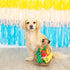 Fringe Studio Plush Dog Toy Set, Interactive Hide and Seek Play, Fiesta Till You Siesta Collection (289226)