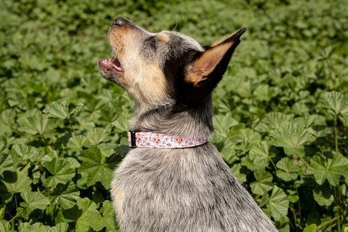 Dog Collar for Small Medium & Large Dogs - Designer Patterns on Adjustable, Strong and Durable Floral Collar