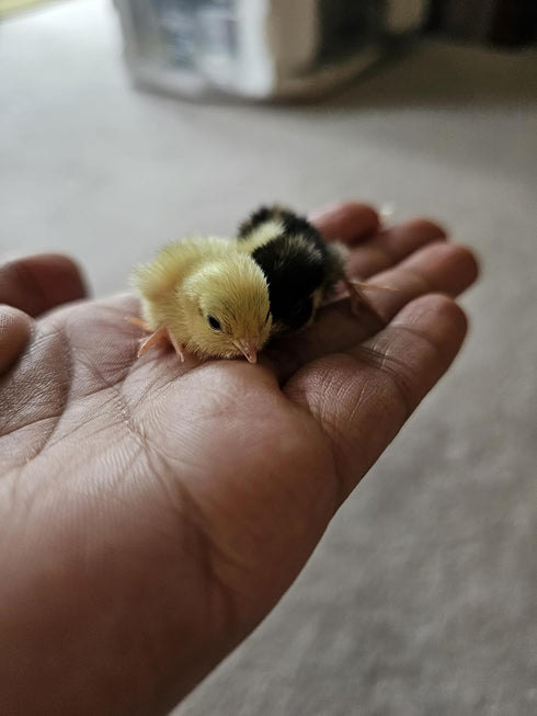 Generic 24ct + Extras Rare Exotic Colors Button Quail Hatching Eggs