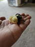 Generic 24ct + Extras Rare Exotic Colors Button Quail Hatching Eggs