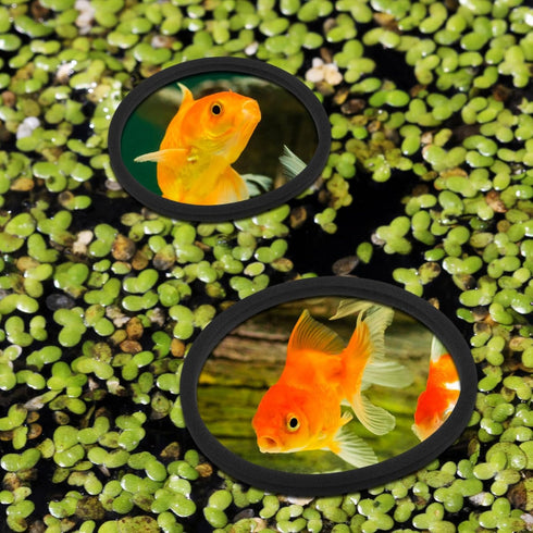 Mipcase Aquarium Floating Plant Rings - 5pcs Fish Feeding Ring for Fish Tank