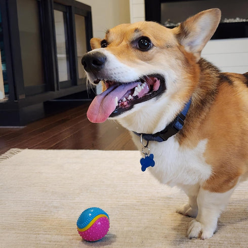 SPOT 5 2.5-inch Sensory Ball for Soft Chewers - Stimulates All Senses, Bell & Squeaker Sounds, Raised Nubs Clean Teeth