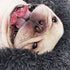 Small Calming Dog Bed, Anti-Anxiety Machine Washable Fluffy Luxury Waterproof Cozy Soft Round Bed