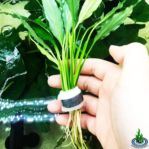 3-Pack Setup Spathiphyllum Wallisii Peace Lily Live Semi-Aquatic Plants for Terrarium Paludarium Easy