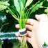3-Pack Setup Spathiphyllum Wallisii Peace Lily Live Semi-Aquatic Plants for Terrarium Paludarium Easy