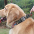 Tactical Military Dog Collar - Adjustable Nylon Heavy Duty with Metal Buckle and Handle for Dog Training (Camo, XL)