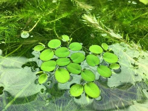 Aquarium Plant Center (12 60+ Water Spangle, Salvinia Minima, Live Aquarium/Aquatic/Freshwater/Floating/Pond