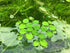 Aquarium Plant Center (12 60+ Water Spangle, Salvinia Minima, Live Aquarium/Aquatic/Freshwater/Floating/Pond