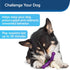 PetSafe Busy Buddy Large Dog Toy – Treat Holding Jack for Strong Chewers – Challenging with Treat Rings Included