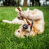 Sosation Bones Shaped Dog Toys for Aggressive Chewers, 2 Pack Nylon Beef Flavor Teething Toys