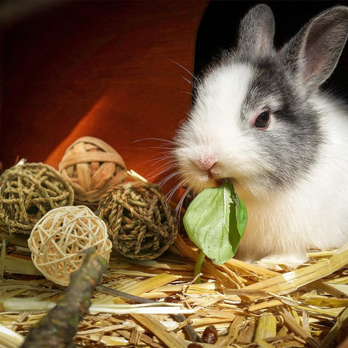 Bac-kitchen 8 Chinchilla (8Pcs) Pcs Small Animals Play Balls Rolling Activity Chew Toys Gnawing Treats for Rabbits