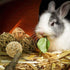 Bac-kitchen 8 Chinchilla (8Pcs) Pcs Small Animals Play Balls Rolling Activity Chew Toys Gnawing Treats for Rabbits