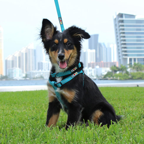 Pawtitas 6 FT Recycled Dog Leash with Reflective Stitched Thread, Small Reflective Dog Leash, Teal