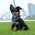 Pawtitas 6 FT Recycled Dog Leash with Reflective Stitched Thread, Small Reflective Dog Leash, Teal