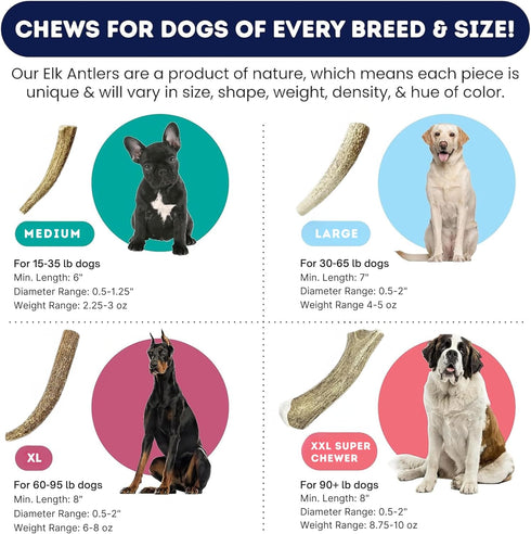 Elk Antler Dog Chew Toy - Medium 1-Pack, Grade A Naturally Shed Deer Antlers for Dogs, 6” Whole for 15-35lb Dogs