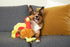 Midlee Large Thanksgiving Turkey Dog Toy - Stuffed Squeaky Pet Toy