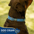 Good Scout Martingale Heavy Duty Dog Collar, Durable Slip-On Collar for Puppies & Adult Dogs, Blue, Large