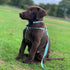 Pawtitas 6 FT Reflective Dog Leash - Comfortable Handle, Heavy Duty for Small Dogs, Teal