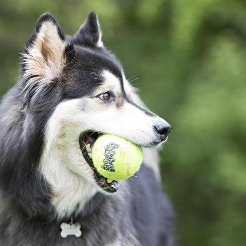 (6 Pack) KONG Air Dog SqueakAir Dog Toy Tennis Balls, Medium