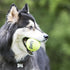 (6 Pack) KONG Air Dog SqueakAir Dog Toy Tennis Balls, Medium