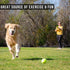 Hyper Pet K9 Kannon Dog Ball Thrower, All Breeds Up To 60 Pounds, Includes 2.5 Inch Tennis Ball