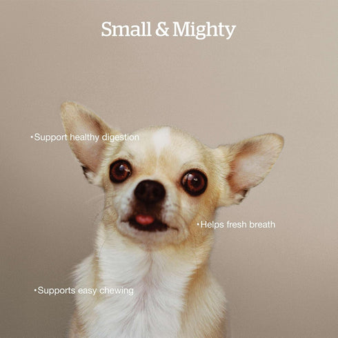 Now Fresh Dry Dog Food for Small Breeds, Turkey, Salmon & Duck Recipe, 6 lbs - Grain Free