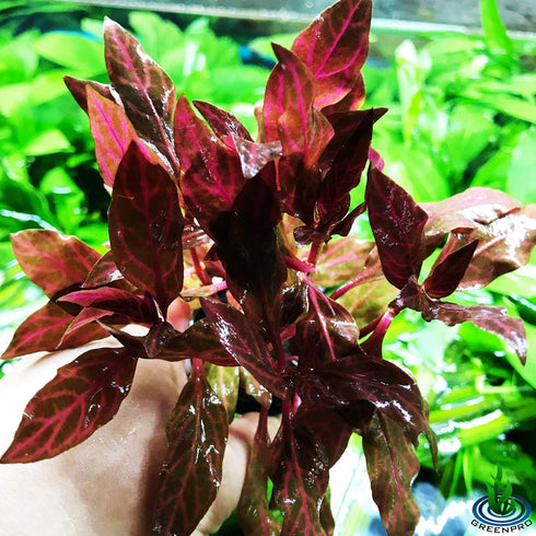 (Alternanthera Reineckii VAR. Rosanervig) Greenpro Alternanthera Reineckii Potted Live Aquarium Plants Easy Super Red
