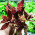 (Alternanthera Reineckii VAR. Rosanervig) Greenpro Alternanthera Reineckii Potted Live Aquarium Plants Easy Super Red