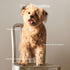 Now Fresh Dry Dog Food for Seniors, Turkey, Salmon & Duck Recipe, 12 lb - Grain Free, Real Meat & Fish