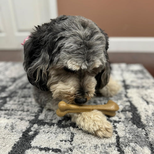 SPOT Bam-Bones Bone, 7.25in, Chicken Flavor - Durable Bamboo Fiber Dog Chew for Light to Moderate Chewers under 40lbs