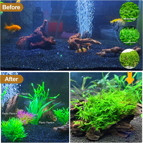 FUNOJOY Assorted Natural Driftwood Decor for Aquarium and Reptile Tank Accessories, 2-10" Wood Branches (Pack of 6)