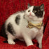 Breakaway Cat Collar with Bowtie Safety Bell - Adjustable Solid Plaid Color Set D, 2pcs, Brown for Kittens