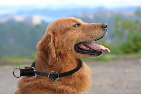 Braided Pro Training Dog Collar - No Pull Round Slip Collar with Slidable Stop Ring for Medium/Large Dogs
