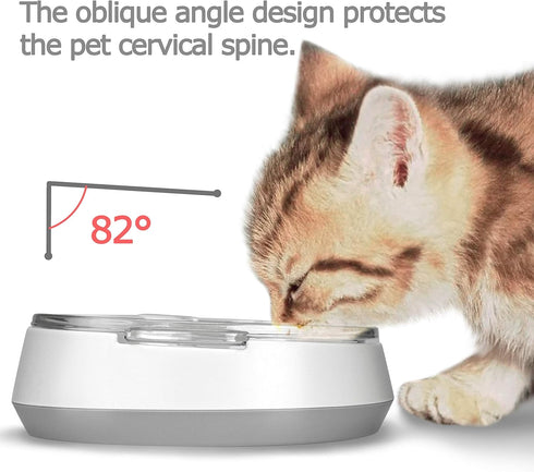 Small Glass Cat Food Bowls, Shallow Water Bowl for Cats, Kitties, and Small Dogs, Transparent Pet Feeding Bowl,
